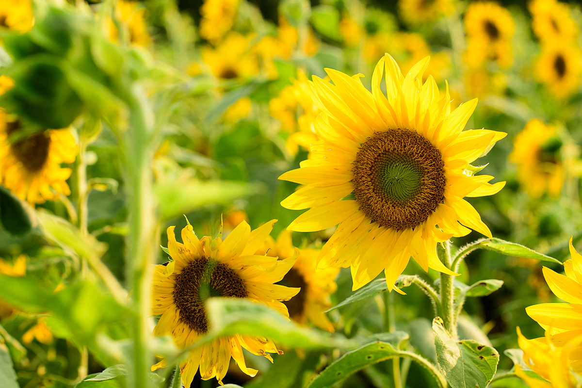 Nashville Sunflower Farm, Open Fields, Flowers - South 40 Farm